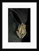 Hyperolius marmoratus taeniatus (marbled reed frog, painted reed frog) by Anonymous