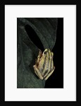 Hyperolius marmoratus taeniatus (marbled reed frog, painted reed frog) by Anonymous