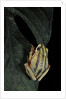 Hyperolius marmoratus taeniatus (marbled reed frog, painted reed frog) by Anonymous