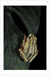 Hyperolius marmoratus taeniatus (marbled reed frog, painted reed frog) by Anonymous