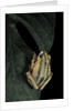 Hyperolius marmoratus taeniatus (marbled reed frog, painted reed frog) by Anonymous