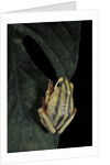 Hyperolius marmoratus taeniatus (marbled reed frog, painted reed frog) by Anonymous