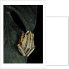 Hyperolius marmoratus taeniatus (marbled reed frog, painted reed frog) by Anonymous