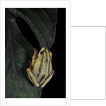 Hyperolius marmoratus taeniatus (marbled reed frog, painted reed frog) by Anonymous