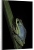 Hyperolius tuberilinguis (tinker reed frog) by Anonymous