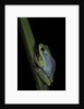Hyperolius tuberilinguis (tinker reed frog) by Anonymous