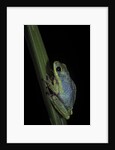 Hyperolius tuberilinguis (tinker reed frog) by Anonymous