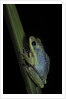 Hyperolius tuberilinguis (tinker reed frog) by Anonymous