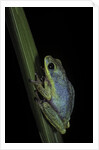 Hyperolius tuberilinguis (tinker reed frog) by Corbis