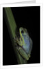 Hyperolius tuberilinguis (tinker reed frog) by Anonymous
