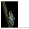 Hyperolius tuberilinguis (tinker reed frog) by Anonymous