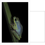 Hyperolius tuberilinguis (tinker reed frog) by Anonymous