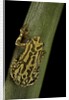 Hyperolius viridiflavus (common reed frog) by Anonymous