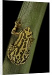 Hyperolius viridiflavus (common reed frog) by Anonymous