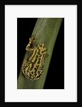 Hyperolius viridiflavus (common reed frog) by Anonymous