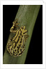 Hyperolius viridiflavus (common reed frog) by Anonymous