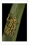 Hyperolius viridiflavus (common reed frog) by Anonymous