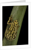 Hyperolius viridiflavus (common reed frog) by Anonymous