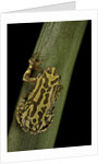 Hyperolius viridiflavus (common reed frog) by Anonymous