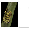 Hyperolius viridiflavus (common reed frog) by Anonymous