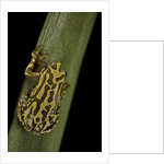 Hyperolius viridiflavus (common reed frog) by Anonymous
