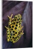 Hyperolius viridiflavus aposematicus by Anonymous