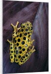 Hyperolius viridiflavus aposematicus by Anonymous