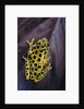 Hyperolius viridiflavus aposematicus by Anonymous