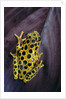 Hyperolius viridiflavus aposematicus by Anonymous