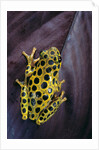 Hyperolius viridiflavus aposematicus by Anonymous