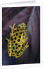 Hyperolius viridiflavus aposematicus by Anonymous