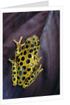 Hyperolius viridiflavus aposematicus by Anonymous