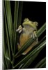 Hypsiboas heilprini (Los Bracitos treefrog) by Anonymous