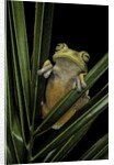 Hypsiboas heilprini (Los Bracitos treefrog) by Anonymous