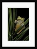 Hypsiboas heilprini (Los Bracitos treefrog) by Anonymous