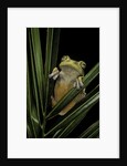 Hypsiboas heilprini (Los Bracitos treefrog) by Anonymous