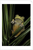 Hypsiboas heilprini (Los Bracitos treefrog) by Anonymous