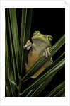 Hypsiboas heilprini (Los Bracitos treefrog) by Anonymous