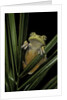 Hypsiboas heilprini (Los Bracitos treefrog) by Anonymous