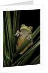 Hypsiboas heilprini (Los Bracitos treefrog) by Anonymous