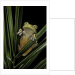 Hypsiboas heilprini (Los Bracitos treefrog) by Anonymous
