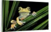 Hypsiboas heilprini (Los Bracitos treefrog) by Anonymous