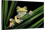 Hypsiboas heilprini (Los Bracitos treefrog) by Anonymous