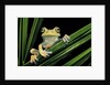 Hypsiboas heilprini (Los Bracitos treefrog) by Anonymous
