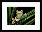 Hypsiboas heilprini (Los Bracitos treefrog) by Anonymous