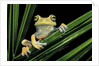 Hypsiboas heilprini (Los Bracitos treefrog) by Anonymous