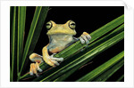 Hypsiboas heilprini (Los Bracitos treefrog) by Anonymous