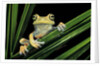 Hypsiboas heilprini (Los Bracitos treefrog) by Anonymous