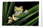 Hypsiboas heilprini (Los Bracitos treefrog) by Anonymous