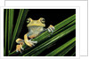 Hypsiboas heilprini (Los Bracitos treefrog) by Anonymous